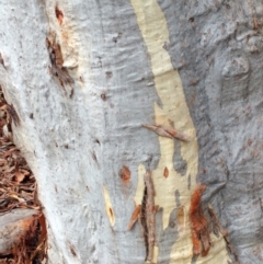 Eucalyptus rossii at The Pinnacle - 27 Feb 2022 02:21 PM