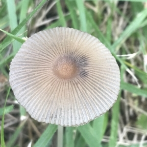 Coprinellus etc. at Garran, ACT - 27 Feb 2022