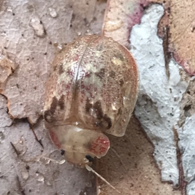 Paropsis charybdis (Eucalyptus leaf beetle) at Phillip, ACT - 23 Feb 2022 by Tapirlord