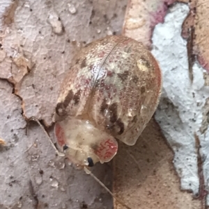 Paropsis charybdis at Phillip, ACT - 23 Feb 2022