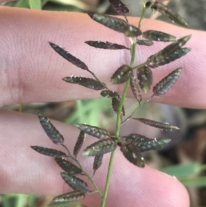 Eragrostis cilianensis at Garran, ACT - 13 Feb 2022