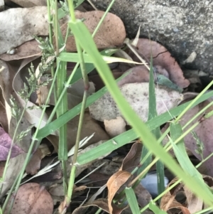 Eragrostis cilianensis at Garran, ACT - 13 Feb 2022