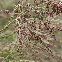 Cassinia sifton (Sifton Bush, Chinese Shrub) at Hackett, ACT - 27 Feb 2022 by abread111