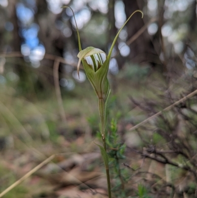 Diplodium ampliatum (Large Autumn Greenhood) at Rob Roy Range - 27 Feb 2022 by Rebeccajgee