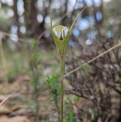 Diplodium ampliatum at Conder, ACT - 27 Feb 2022