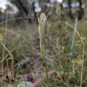 Diplodium ampliatum at Conder, ACT - suppressed