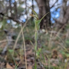 Diplodium ampliatum at Conder, ACT - suppressed