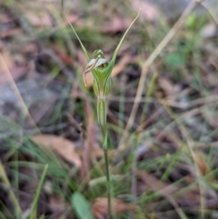 Diplodium ampliatum at Conder, ACT - suppressed