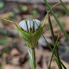 Diplodium ampliatum (Large Autumn Greenhood) at Rob Roy Range - 27 Feb 2022 by Rebeccajgee