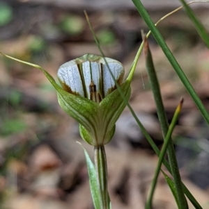 Diplodium ampliatum at Conder, ACT - suppressed