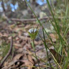 Diplodium ampliatum at Conder, ACT - suppressed