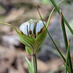 Diplodium ampliatum at Conder, ACT - suppressed