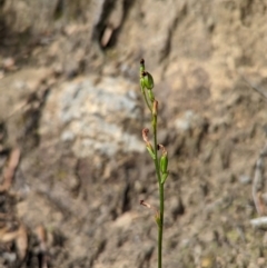 Speculantha rubescens (Blushing Tiny Greenhood) at Conder, ACT - 27 Feb 2022 by Rebeccajgee