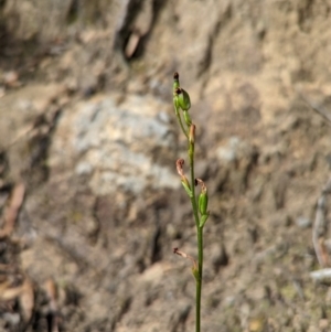 Speculantha rubescens at Conder, ACT - suppressed