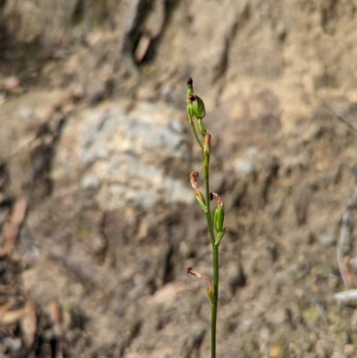 Speculantha rubescens (Blushing Tiny Greenhood) at Conder, ACT - 27 Feb 2022 by Rebeccajgee