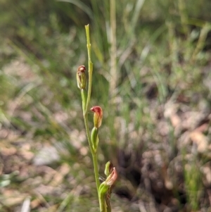 Speculantha rubescens at Banks, ACT - suppressed