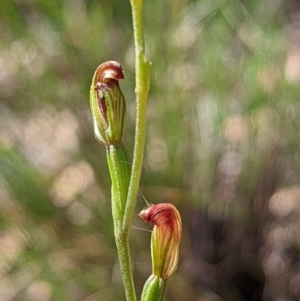 Speculantha rubescens at Banks, ACT - 27 Feb 2022