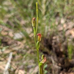 Speculantha rubescens at Banks, ACT - suppressed