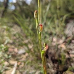 Speculantha rubescens at Banks, ACT - 27 Feb 2022