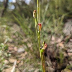 Speculantha rubescens at Banks, ACT - suppressed