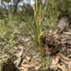 Speculantha rubescens at Banks, ACT - suppressed