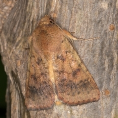 Helicoverpa (genus) (A bollworm) at Melba, ACT - 2 Jan 2022 by kasiaaus