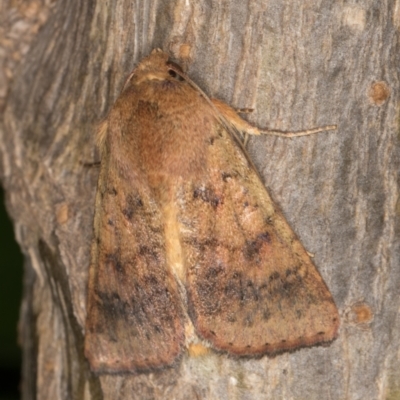 Helicoverpa (genus) (A bollworm) at Melba, ACT - 2 Jan 2022 by kasiaaus