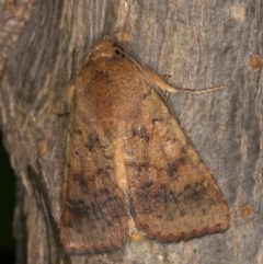 Helicoverpa (genus) at Melba, ACT - 2 Jan 2022 11:06 PM