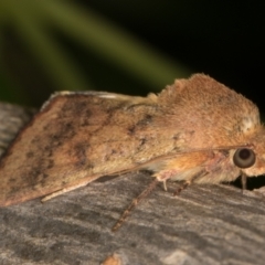 Helicoverpa (genus) at Melba, ACT - 2 Jan 2022