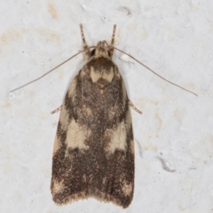 Garrha sincerella at Melba, ACT - 2 Jan 2022 11:07 PM