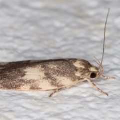 Garrha sincerella at Melba, ACT - 2 Jan 2022 11:07 PM