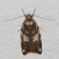 Garrha sincerella at Melba, ACT - 2 Jan 2022 11:07 PM