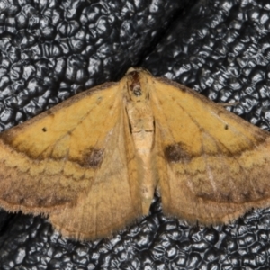 Anachloris subochraria at Melba, ACT - 2 Jan 2022 11:09 PM