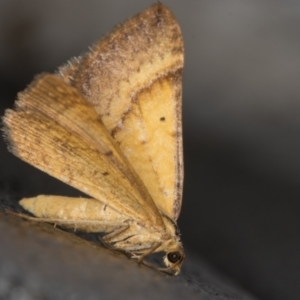 Anachloris subochraria at Melba, ACT - 2 Jan 2022