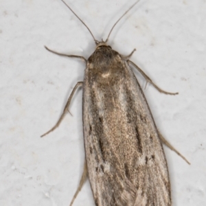 Oecophoridae (family) at Melba, ACT - 2 Jan 2022