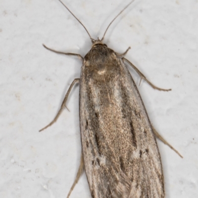 Oecophoridae (family) (Unidentified Oecophorid concealer moth) at Melba, ACT - 2 Jan 2022 by kasiaaus