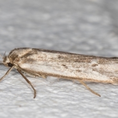 Oecophoridae (family) at Melba, ACT - 2 Jan 2022