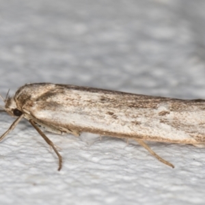 Oecophoridae (family) at Melba, ACT - 2 Jan 2022 11:11 PM