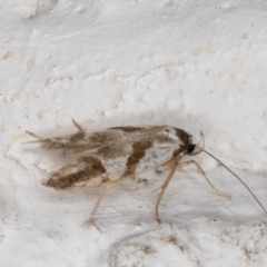 Oxythecta (genus) at Melba, ACT - 2 Jan 2022 11:14 PM