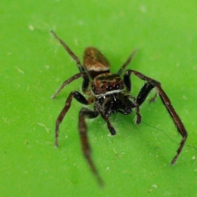 Opisthoncus grassator (Jumping spider) at Rugosa - 27 Feb 2022 by SenexRugosus
