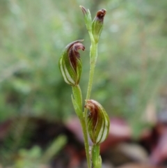 Speculantha furva (Swarthy Tiny Greenhood) at Sassafras, NSW - 25 Feb 2022 by RobG1