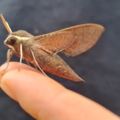 Hippotion scrofa at Lyneham, ACT - 27 Feb 2022