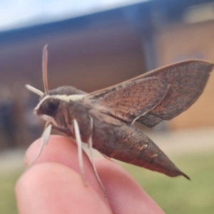 Hippotion scrofa at Lyneham, ACT - 27 Feb 2022