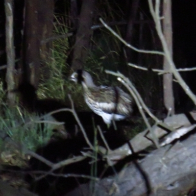 Burhinus grallarius (Bush Stone-curlew) at Throsby, ACT - 27 Feb 2022 by BenW