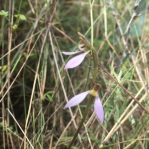 Eriochilus magenteus at Tennent, ACT - 27 Feb 2022