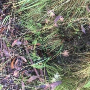 Oreomyrrhis eriopoda at Tennent, ACT - 27 Feb 2022