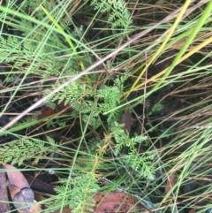 Oreomyrrhis eriopoda at Tennent, ACT - 27 Feb 2022