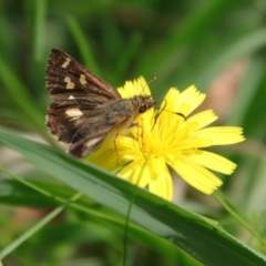 Dispar compacta (Barred Skipper) at Mongarlowe, NSW - 27 Feb 2022 by LisaH