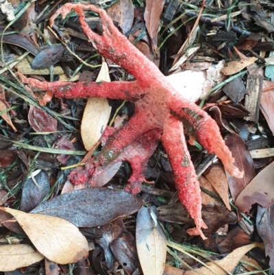 Unidentified Stinkhorn, radiating arms atop a stem at Marlo, VIC - 26 Feb 2022 by drakes