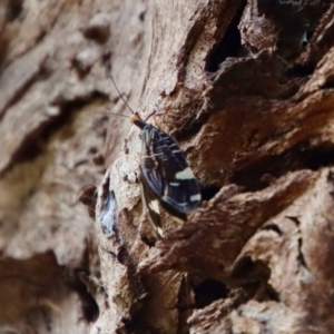 Porismus strigatus at Mongarlowe, NSW - suppressed